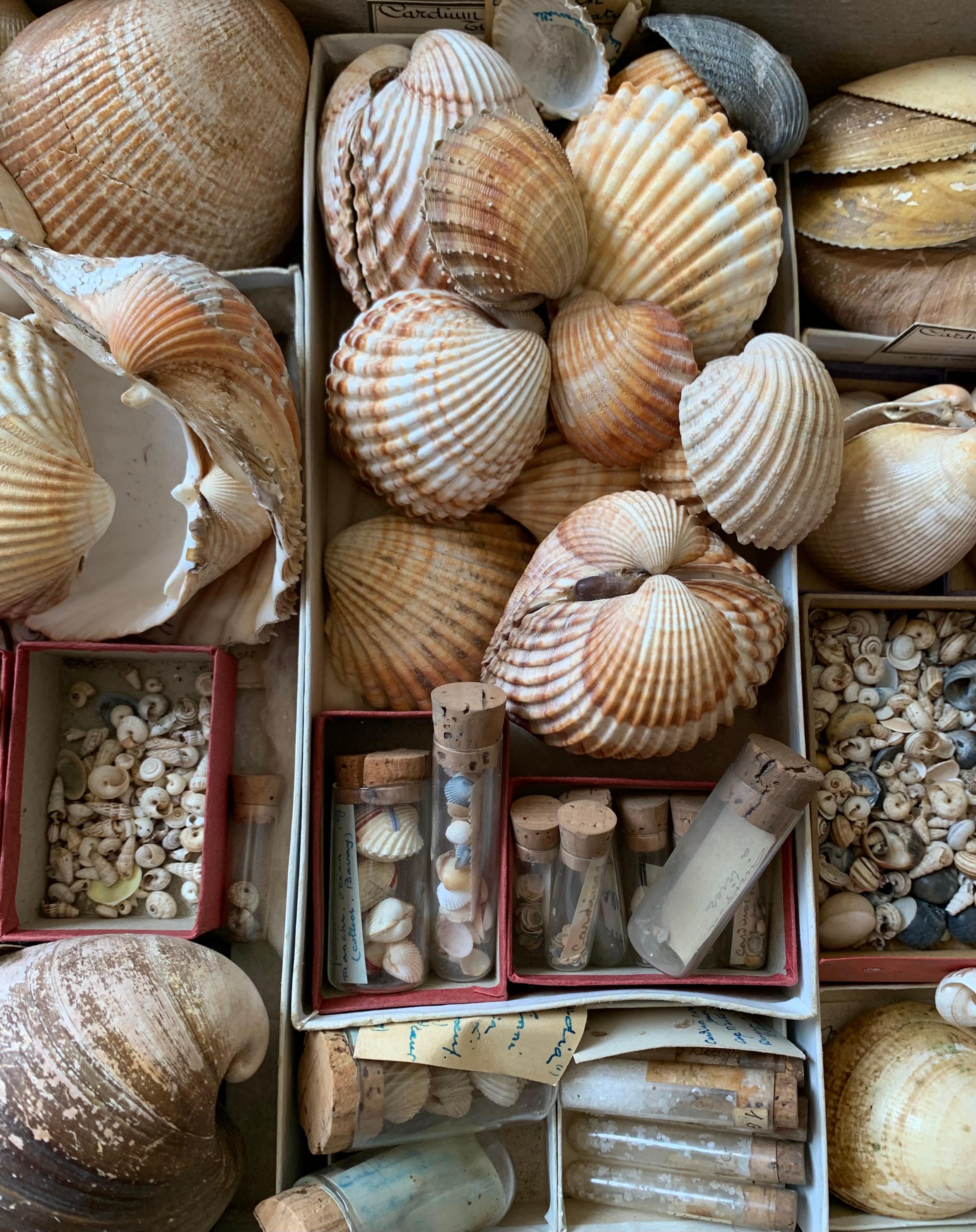 Curiosity Cabinet Naturalism Collection of Shell, Circa 1900 In Good Condition For Sale In Beuzevillette, FR