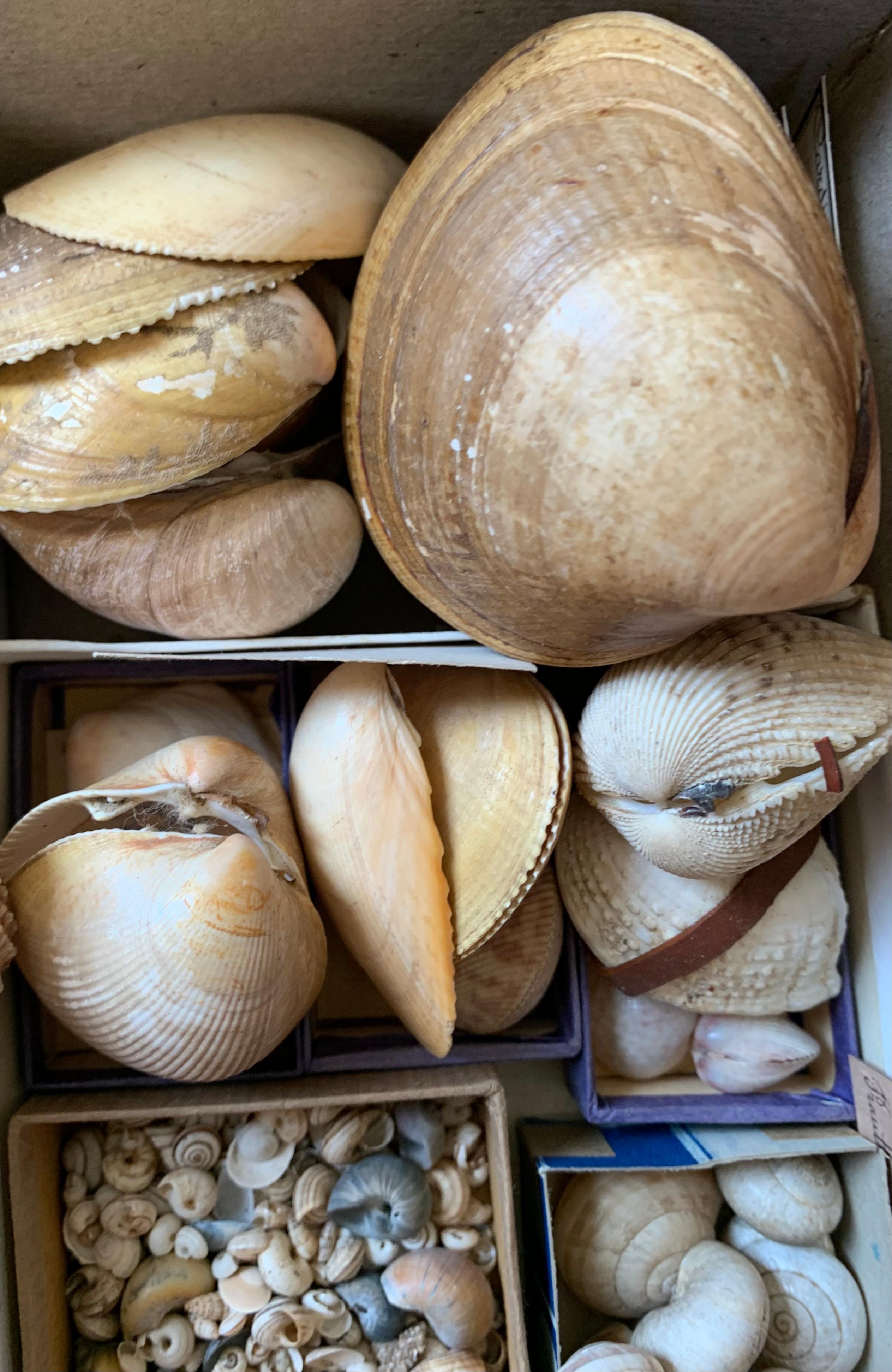 Gabinetto delle curiosità Collezione naturalistica di conchiglie, circa 1900 In condizioni buone in vendita a Beuzevillette, FR
