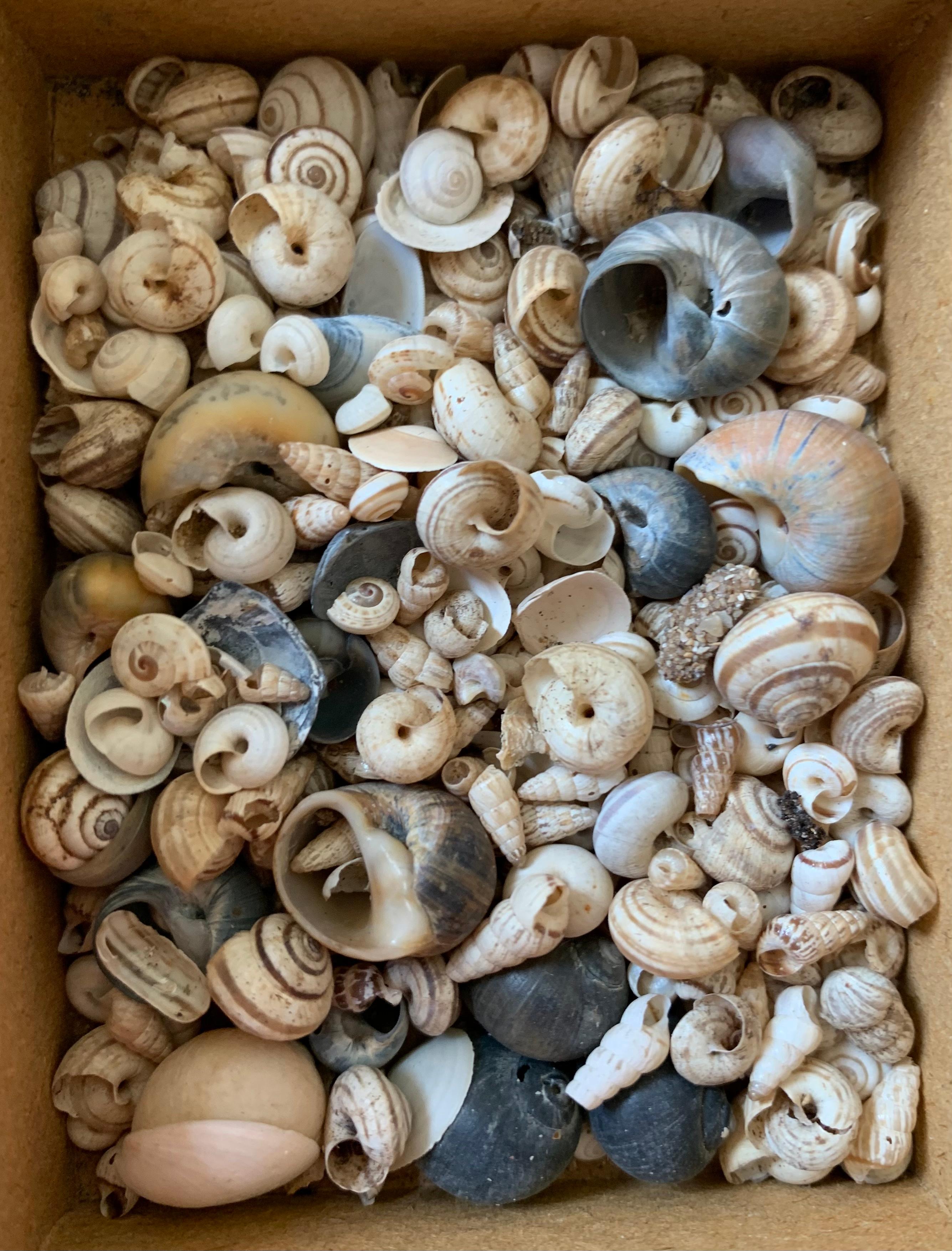 Curiosity Cabinet Naturalism Collection of Shell, Circa 1900 For Sale 1