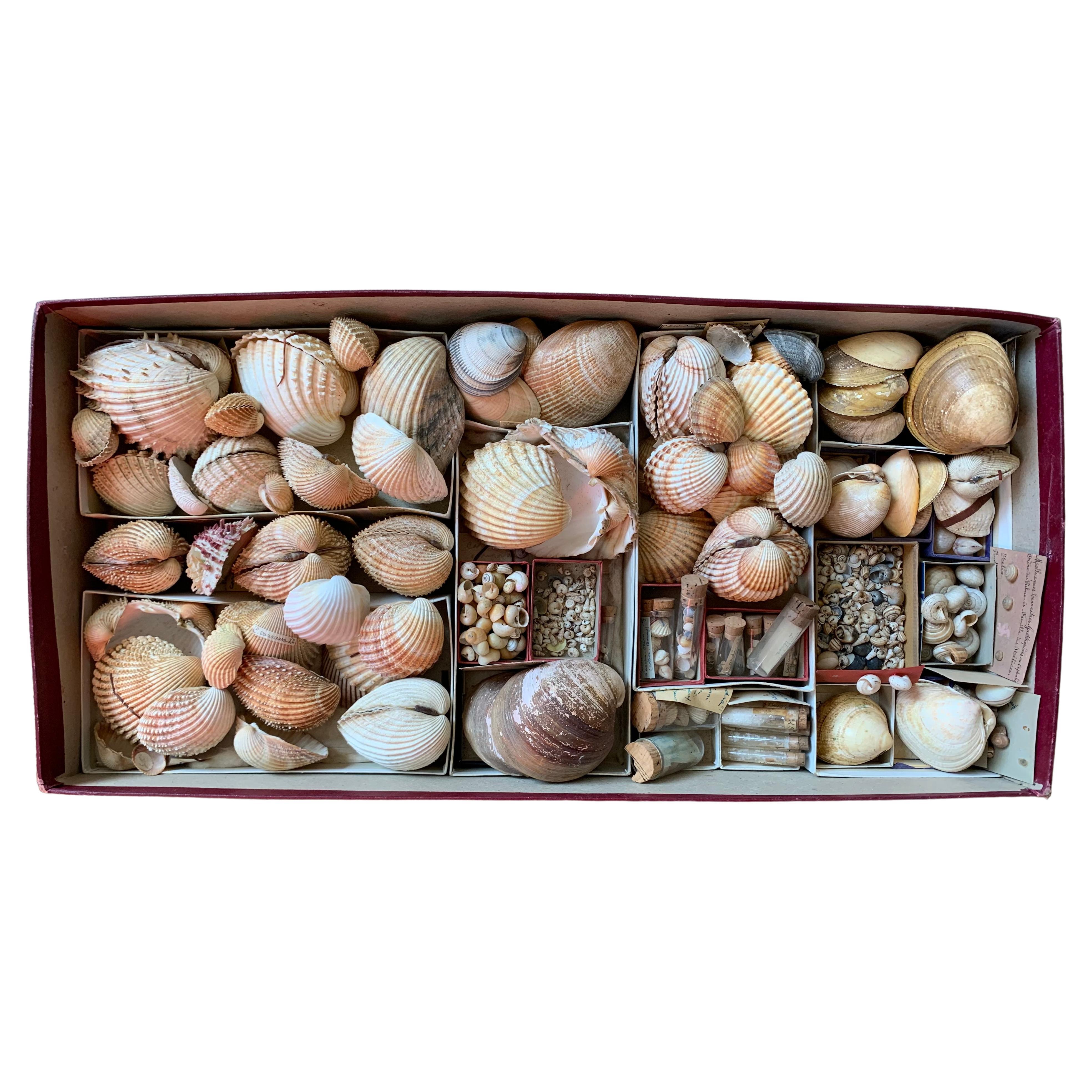 Curiosity Cabinet Naturalism Collection of Shell, Circa 1900 For Sale