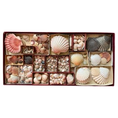 Curiosity Cabinet Naturalism Collection of Shell, Circa 1900