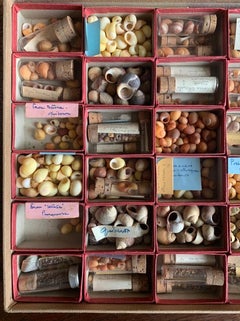 Cabinet de curiosité Collection de coquillages Naturalism circa 1900