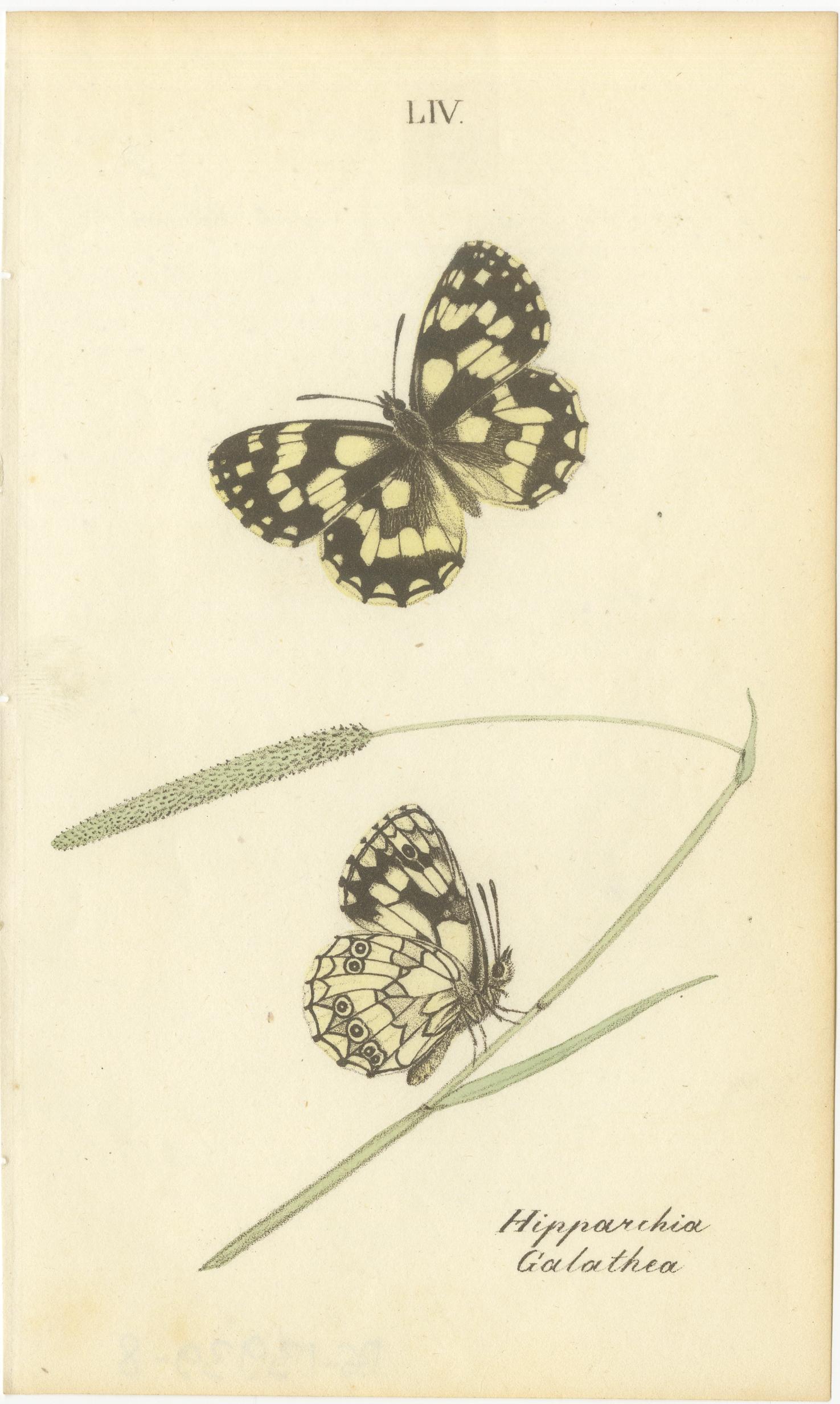 Cabinet-Size British Butterfly Engravings by Jardine & Lizars, 1835