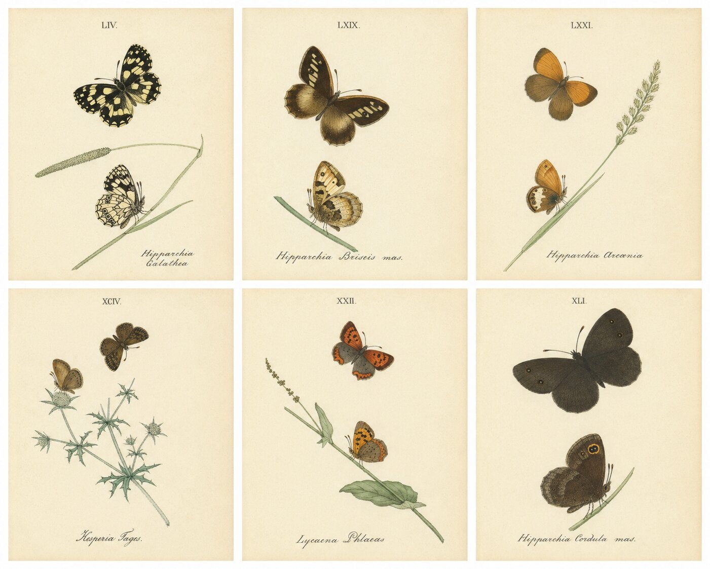 Gravures de papillons britanniques de format cabinet par Jardine & Lizars, 1835 en vente