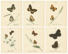 Cabinet-Size British Butterfly Engravings by Jardine & Lizars, 1835