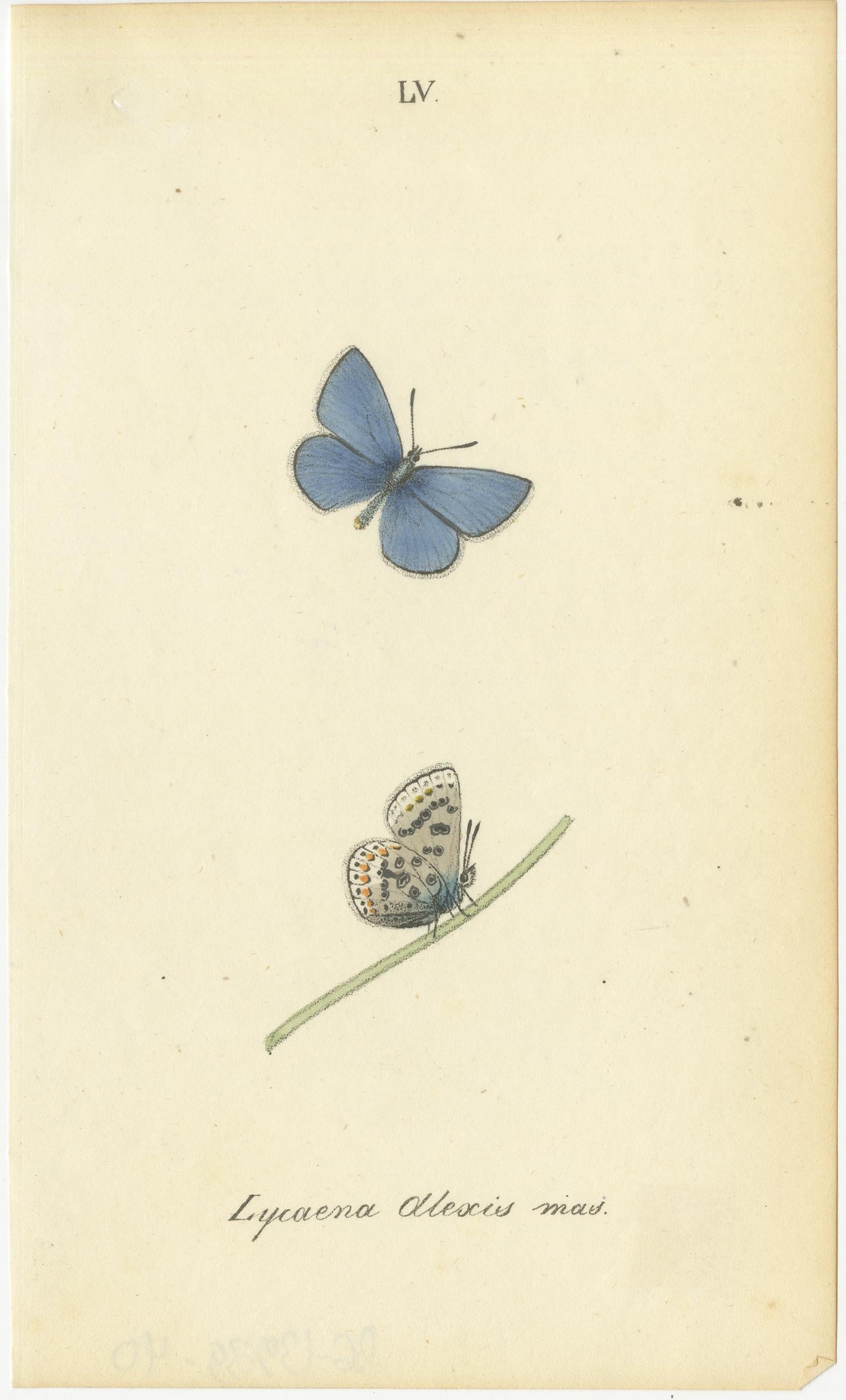 Cabinet-Size Butterfly Engravings with Jewel-Tone Species, Set of 6, 1835