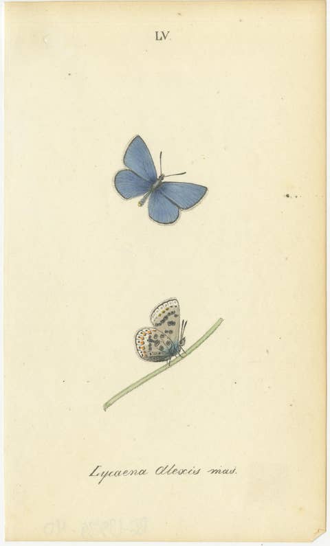 Cabinet-Size Butterfly Engravings with Jewel-Tone Species, Set of 6, 1835