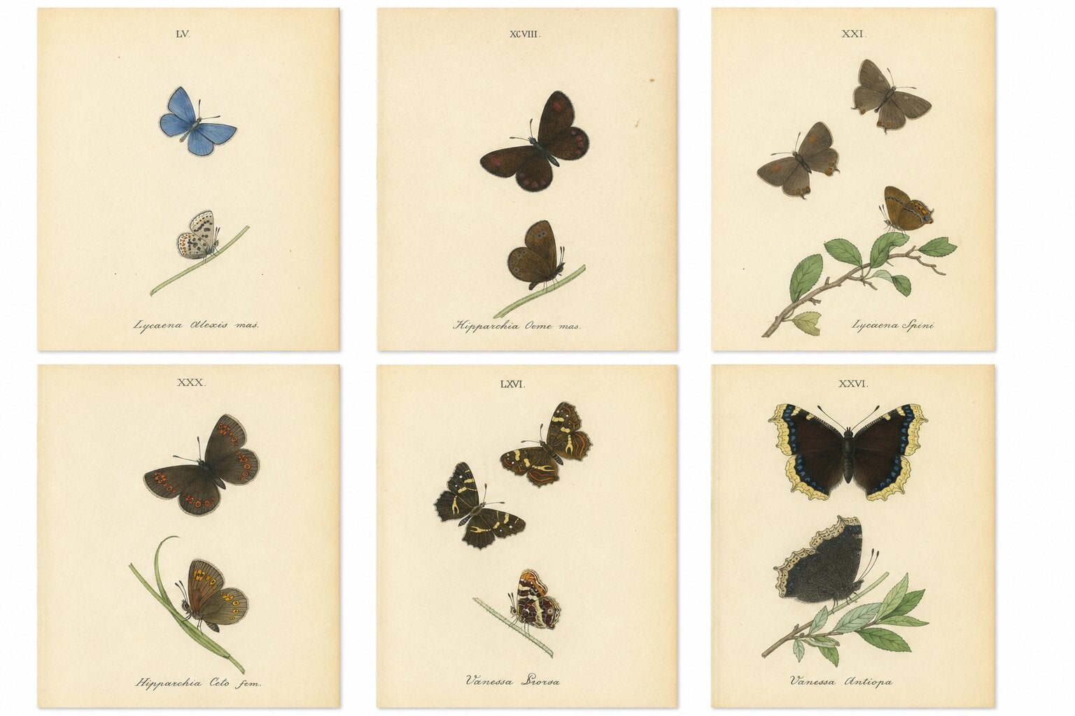 Cabinet-Size Butterfly Engravings with Jewel-Tone Species, Set of 6, 1835