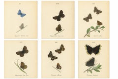 Cabinet-Size Butterfly Engravings with Jewel-Tone Species, Set of 6, 1835