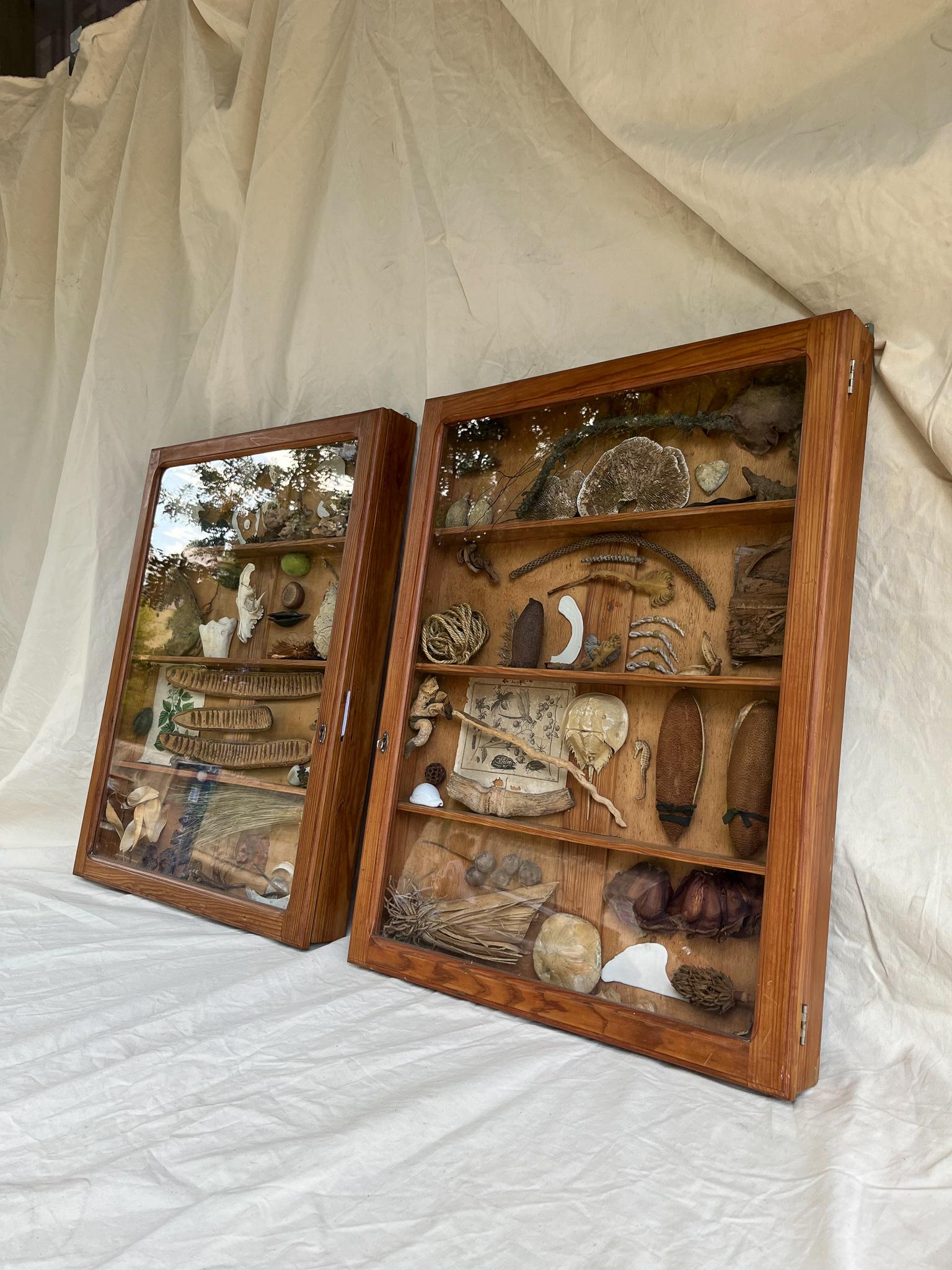 Two showcases cabinets of curiosities, 2005 Teresa Lacerda.