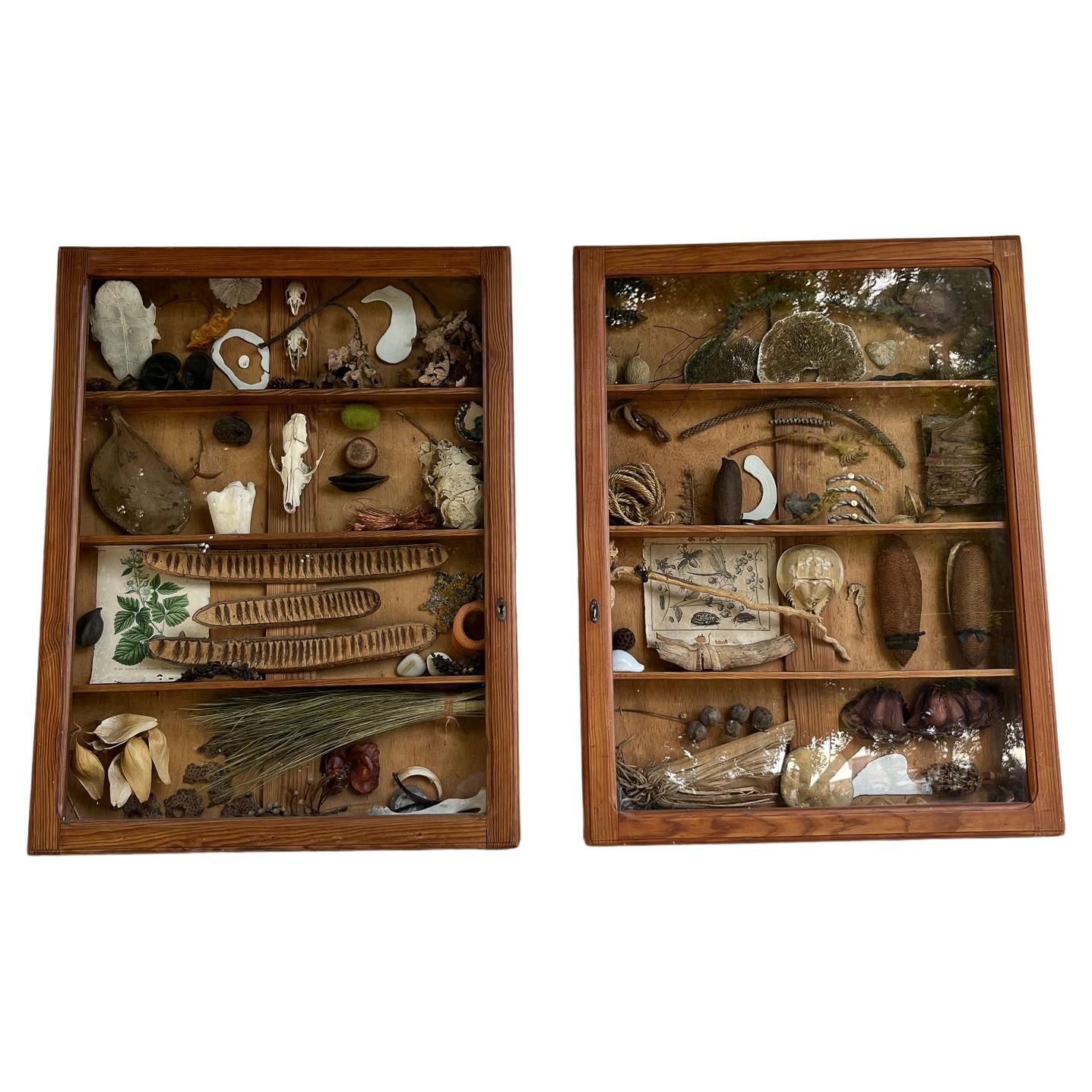 Cabinets of Curiosities by Teresa Lacerda