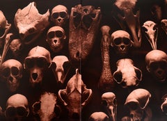 Cabinet of Wonder di Christine Davenne & Christine Fleurent 1ª Ed.