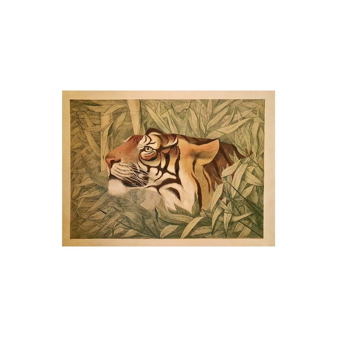 Very beautiful poster of the 1920s representing a tiger  Animals - Fauvism - Print by Cadar de Torda