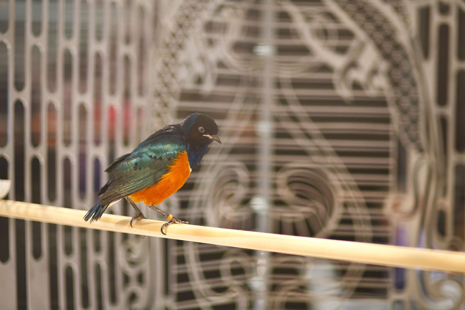 Caged Beauty 170 Pastellblauer dekorativer Vogelkäfig von JSPR im Angebot 5