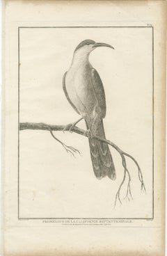 California Birds – Northern California Honeyeater & Port Français Thrush, c.1798