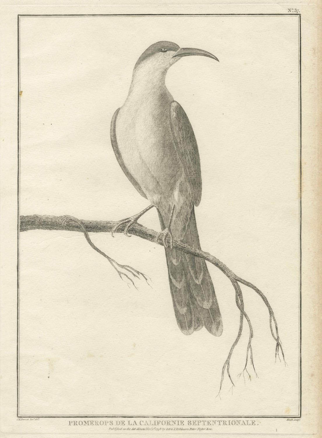 California Birds – Northern California Honeyeater & Port Français Thrush, c.1798