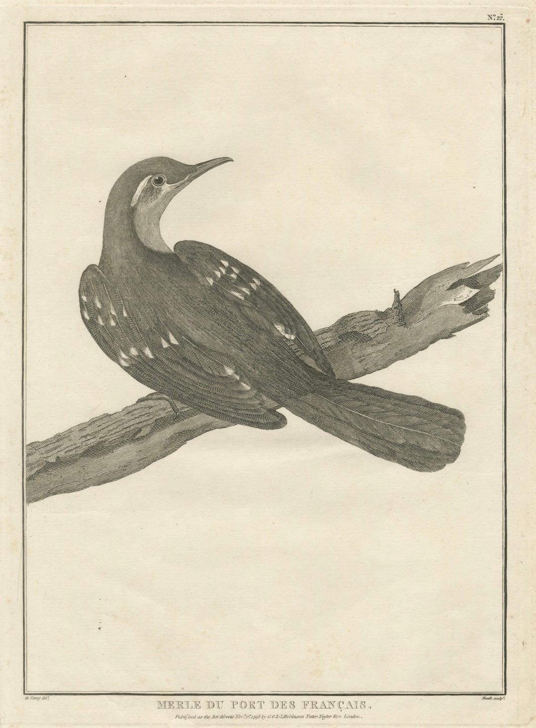 California Birds – Northern California Honeyeater & Port Français Thrush, c.1798