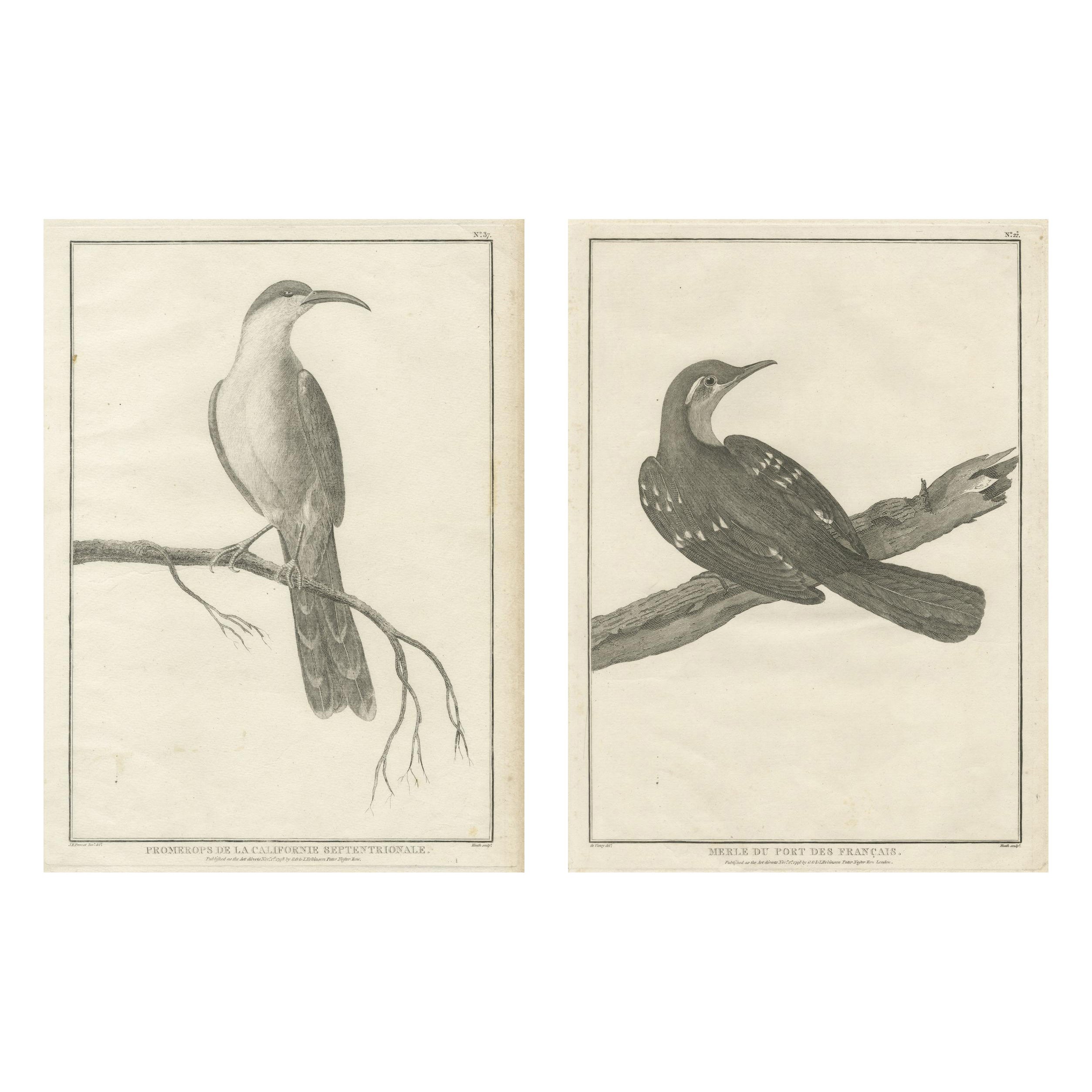 California Birds – Northern California Honeyeater 
Port Français Thrush, c.1798 For Sale