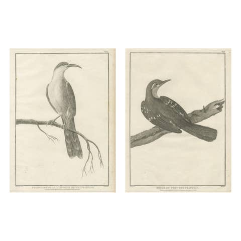 California Birds – Northern California Honeyeater & Port Français Thrush, c.1798