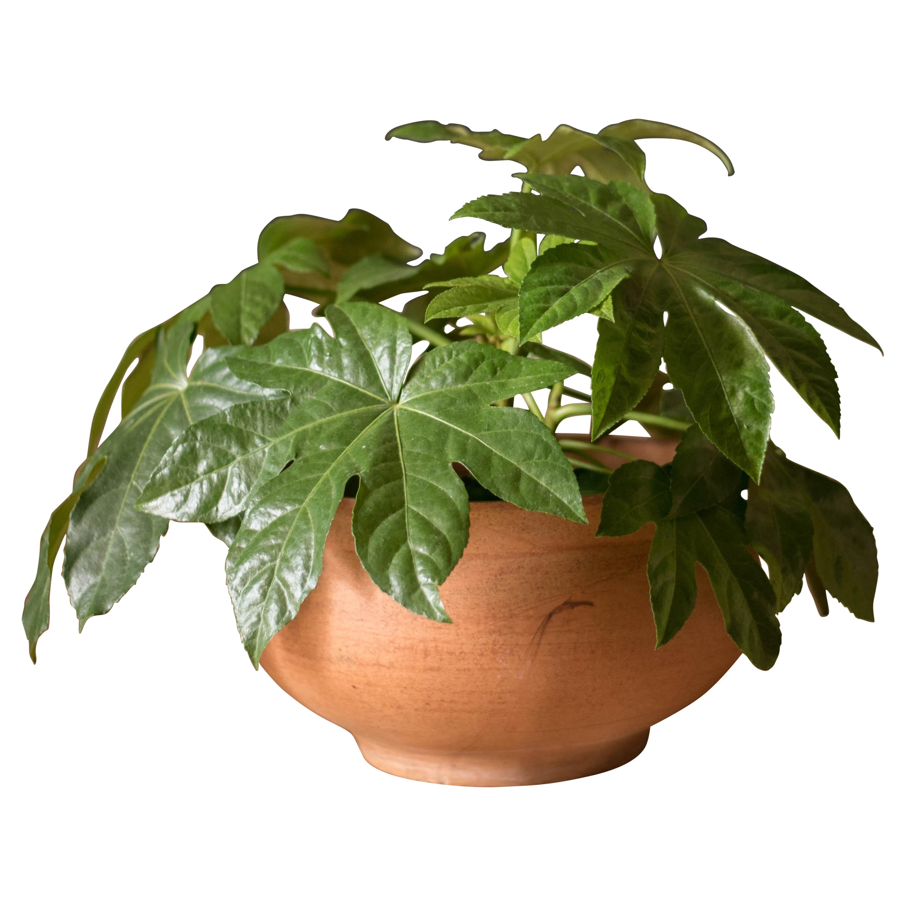 California Modern Architectural Pottery Pro Artisan Planter di David Cressey in vendita