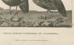 California Quail Pair – Partridge Couple of California, Antique Bird Print, 1798