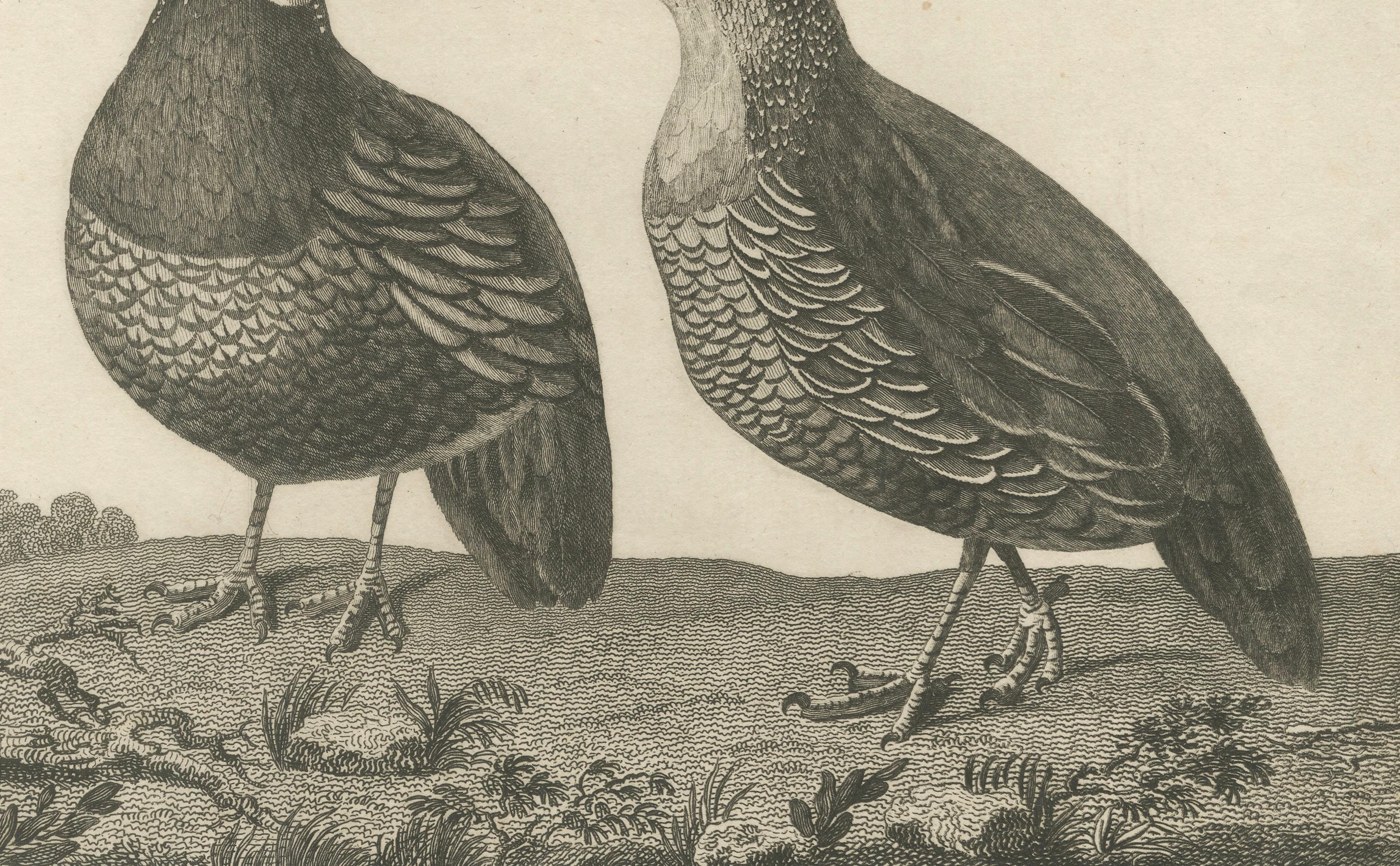 California Quail Pair – Partridge Couple of California, Antique Bird Print, 1798