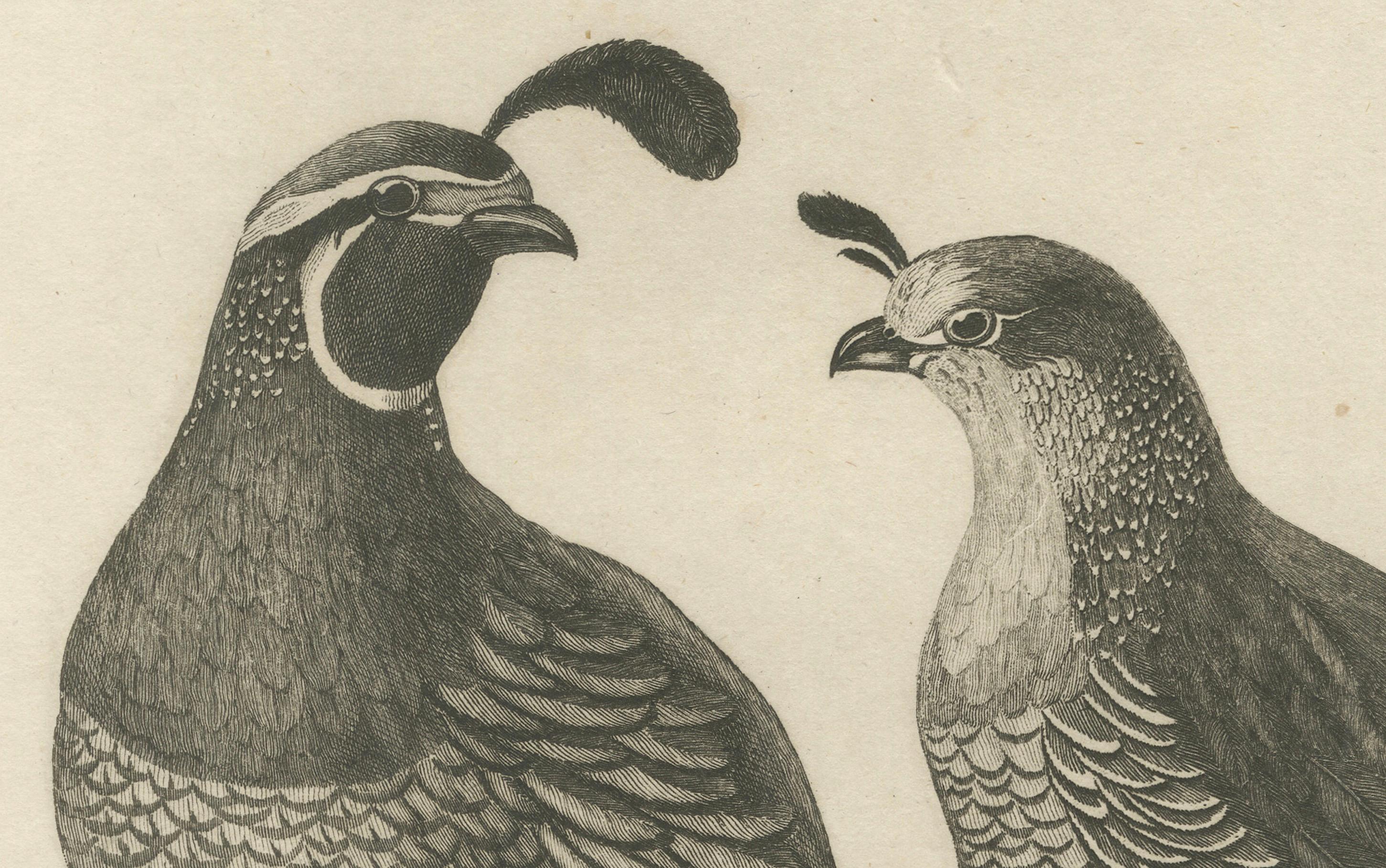 California Quail Pair – Partridge Couple of California, Antique Bird Print, 1798