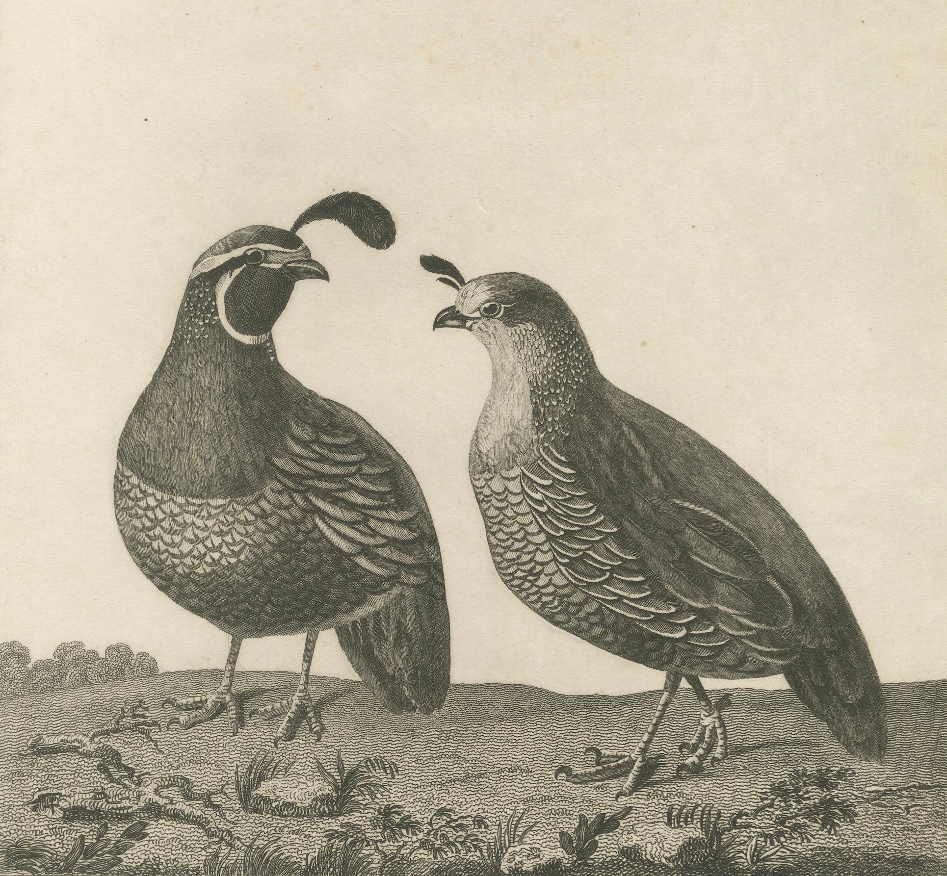 California Quail Pair – Partridge Couple of California, Antique Bird Print, 1798