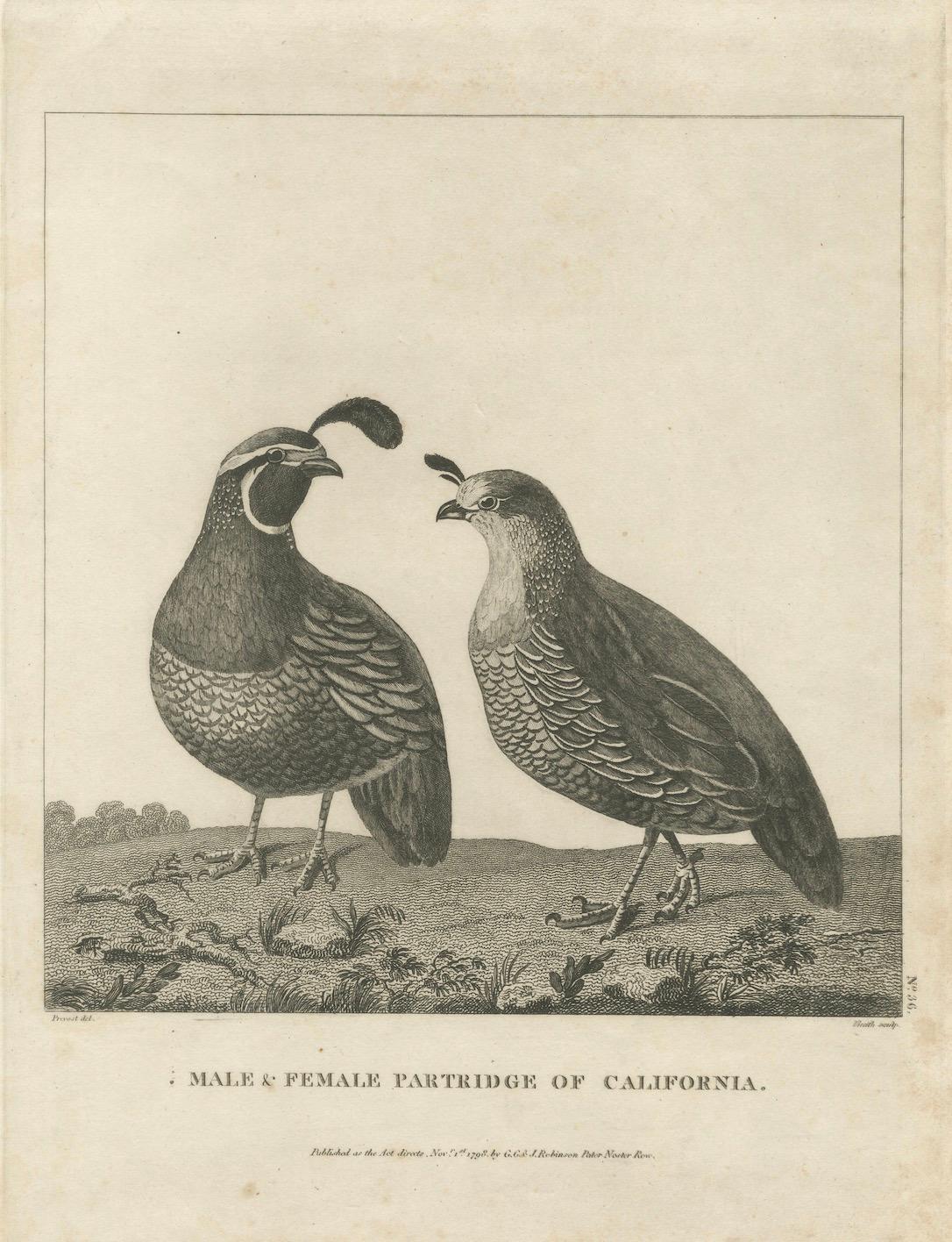 California Quail Pair – Partridge Couple of California, Antique Bird Print, 1798