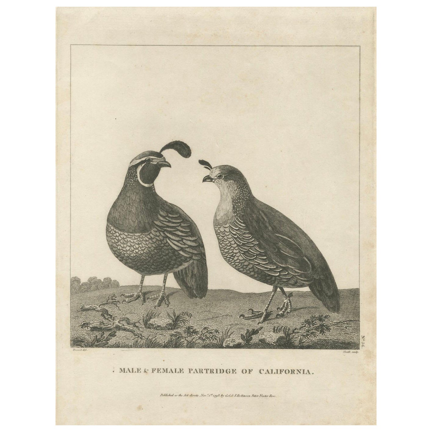 Pareja de Codornices de California - Pareja de Perdices de California, Grabado antiguo de aves, 1798 en venta
