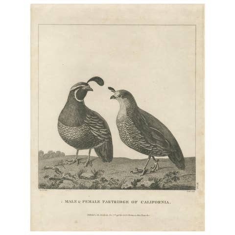 California Quail Pair – Partridge Couple of California, Antique Bird Print, 1798