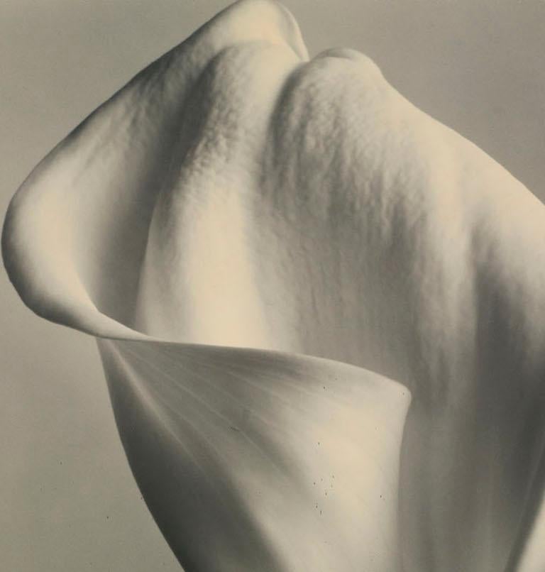 Tom Baril, b. 1952 Calla Lily Gelatin silver photograph, 1995-2001 signed and dated verso.


Tom Baril is a contemporary American photographer known for his Polaroid and wet-collodion prints of flowers, landscapes, and buildings. Baril began