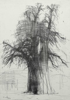 Baobabs by Calo Carratala - Set of 4 works on paper, black & white drawings