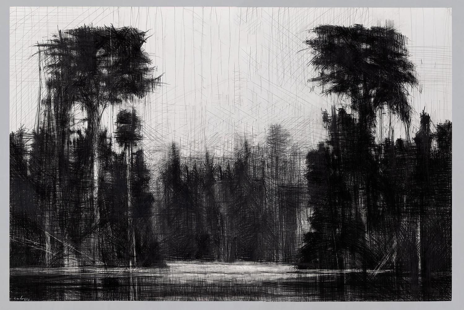 Selvas Negras #11 Por Calo Carratalá - Dibujo de paisaje, Amazonia, árbol tropical
