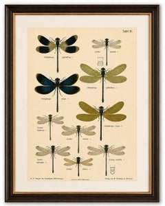 Calopteryx & Lestes Damselfly Lithograph from Die Geradflügler, 1908