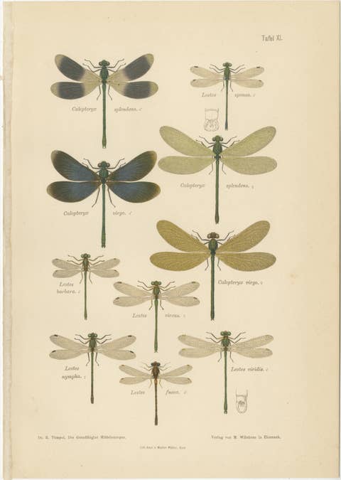 Calopteryx & Lestes Damselfly Lithograph from Die Geradflügler, 1908