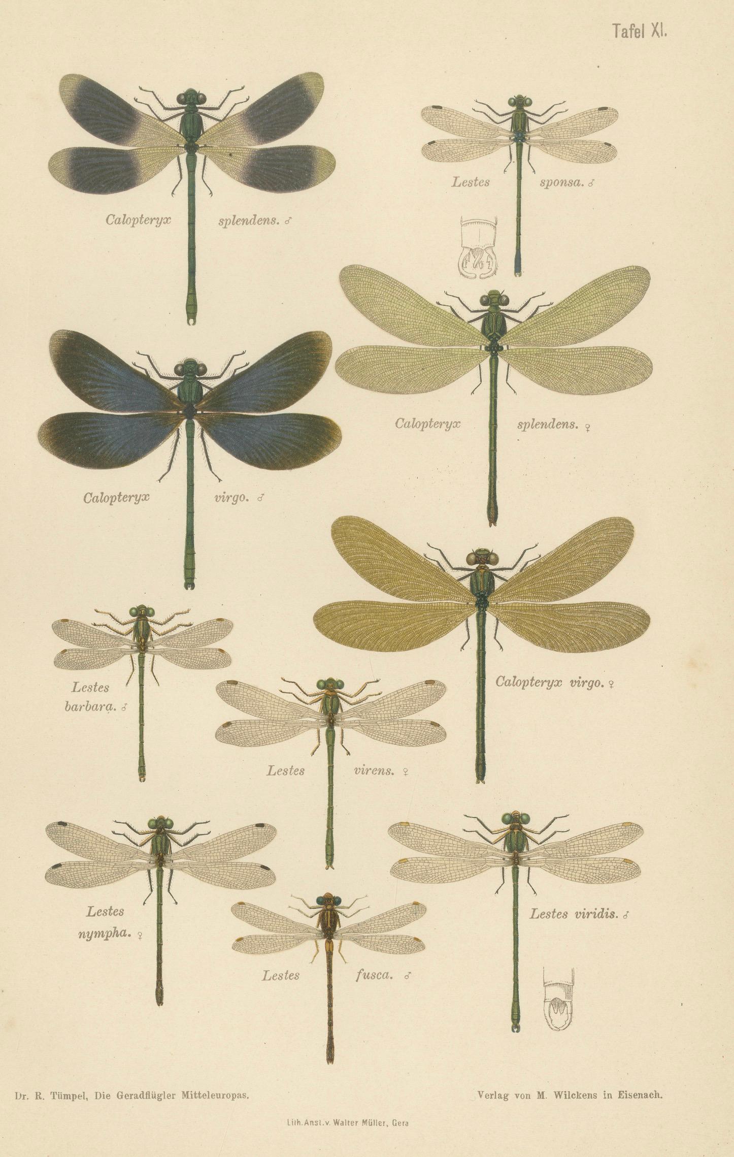 Calopteryx & Lestes Damselfly Lithograph from Die Geradflügler, 1908