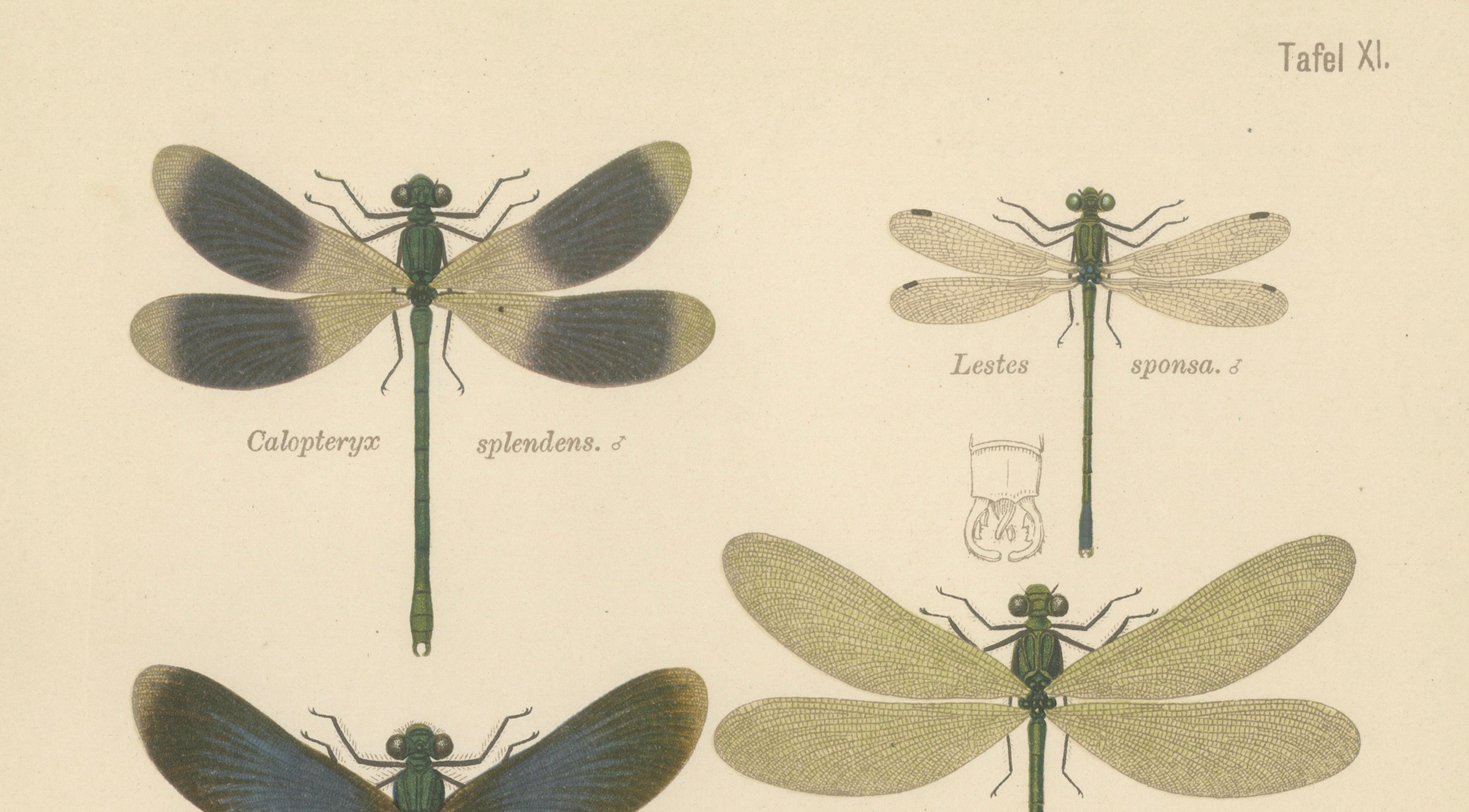 Calopteryx & Lestes Damselfly Lithograph from Die Geradflügler, 1908
