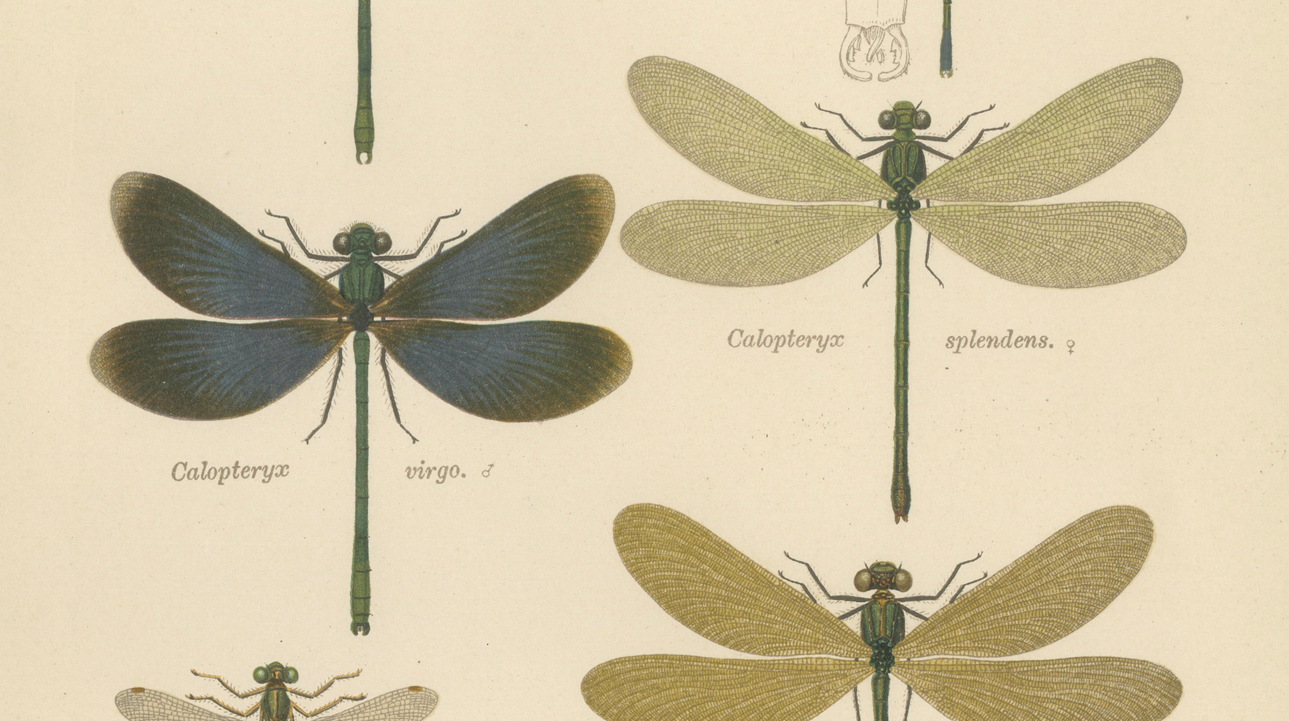 Calopteryx & Lestes Damselfly Lithograph from Die Geradflügler, 1908