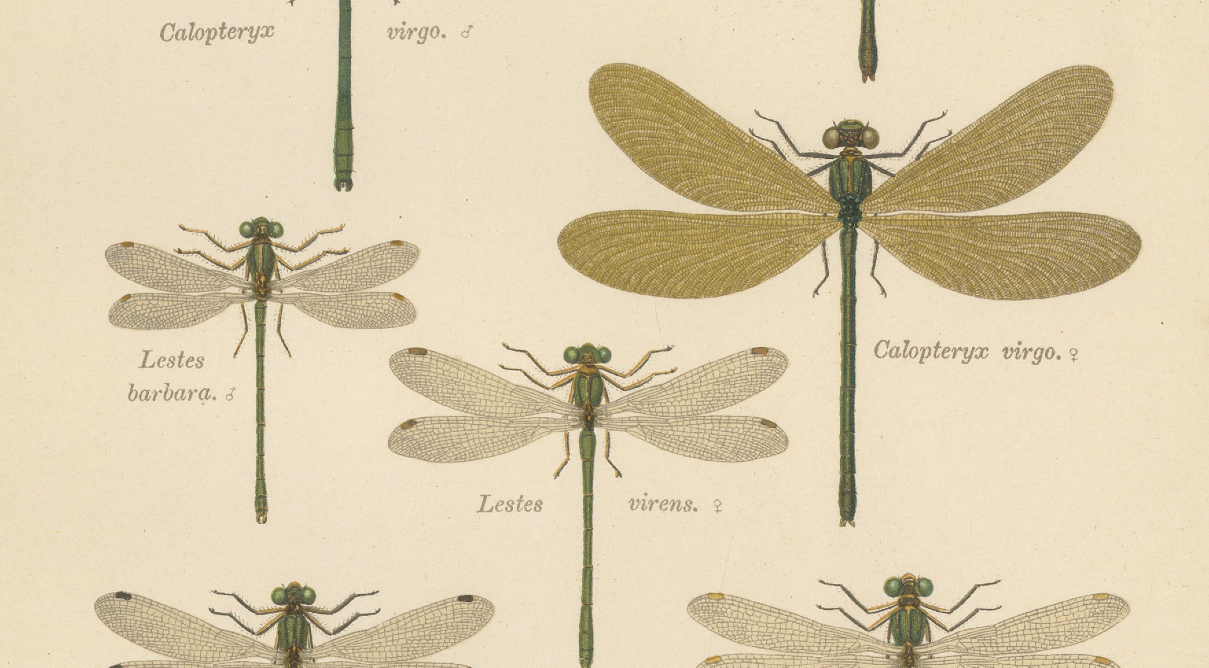 Calopteryx & Lestes Damselfly Lithograph from Die Geradflügler, 1908