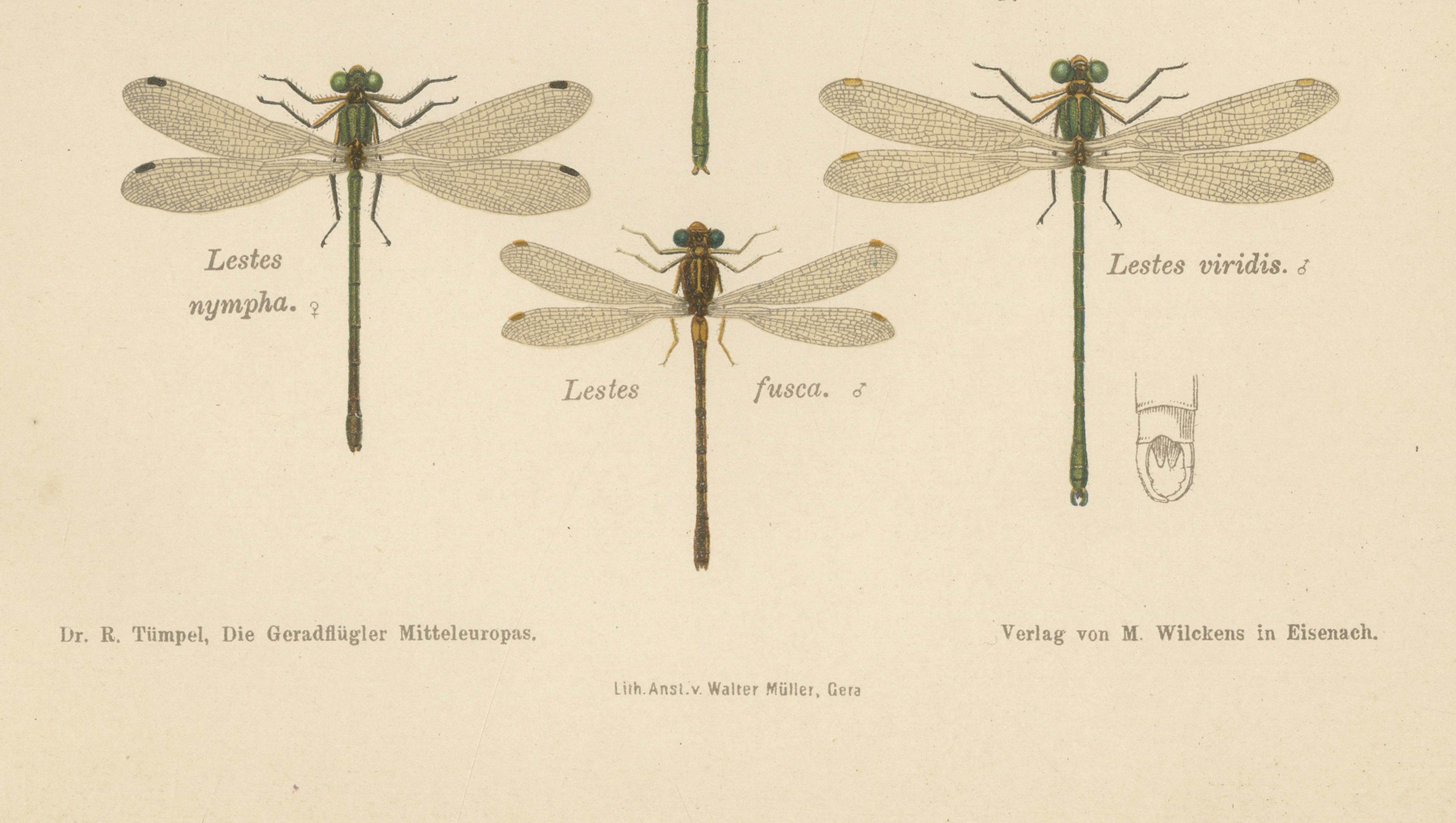 Calopteryx & Lestes Damselfly Lithograph from Die Geradflügler, 1908