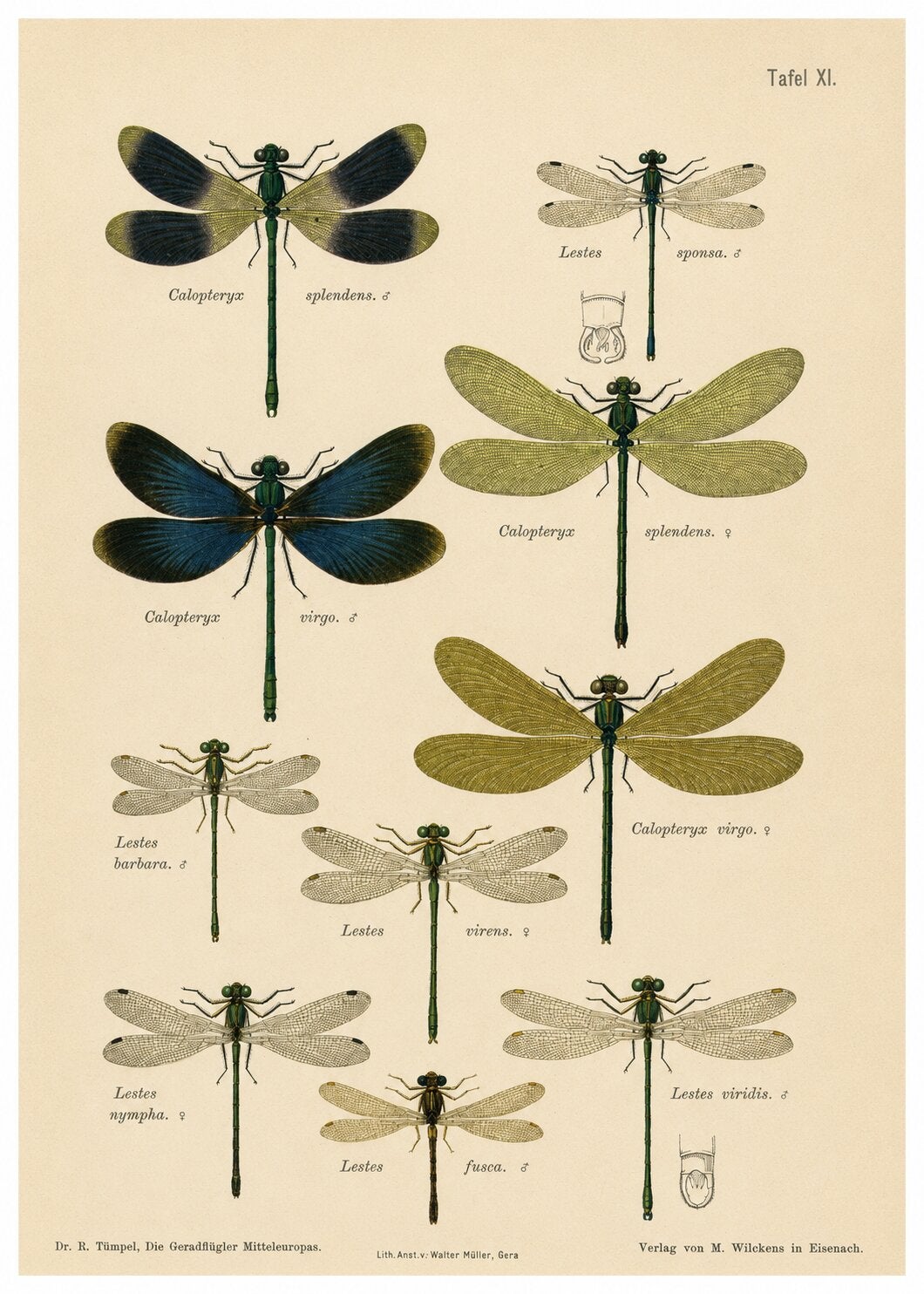 Lithografie von Calopteryx- und Lestes-Wasserjungfern aus „Die Geradflügler“, 1908
