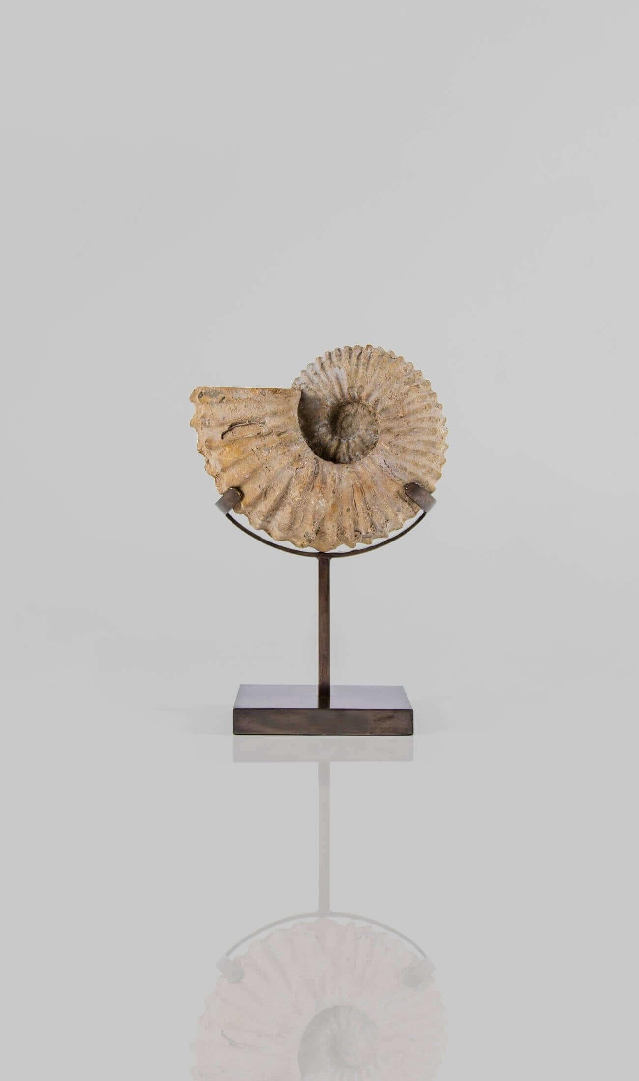 IL NEGOZIO DI FOSSILI AES  La serie di supporti in bronzo è un eccellente esempio di ammonite Calycoceras asiaticum a doppia faccia che misura 205 mm. Ora si è trasformato nel nostro supporto in bronzo AES, elegante e dal design innovativo per gli