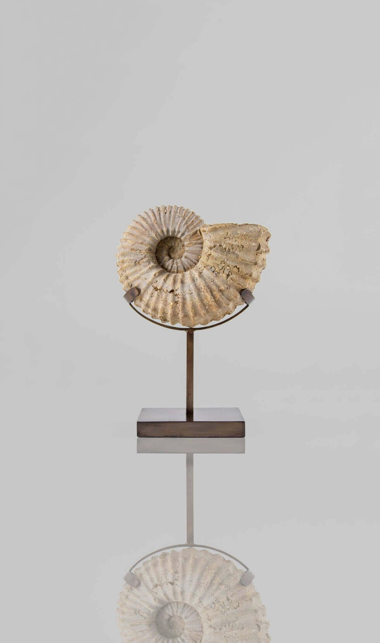 Preistorico Ammonite fossile Calycoceras Asiaticum e supporto in bronzo in vendita