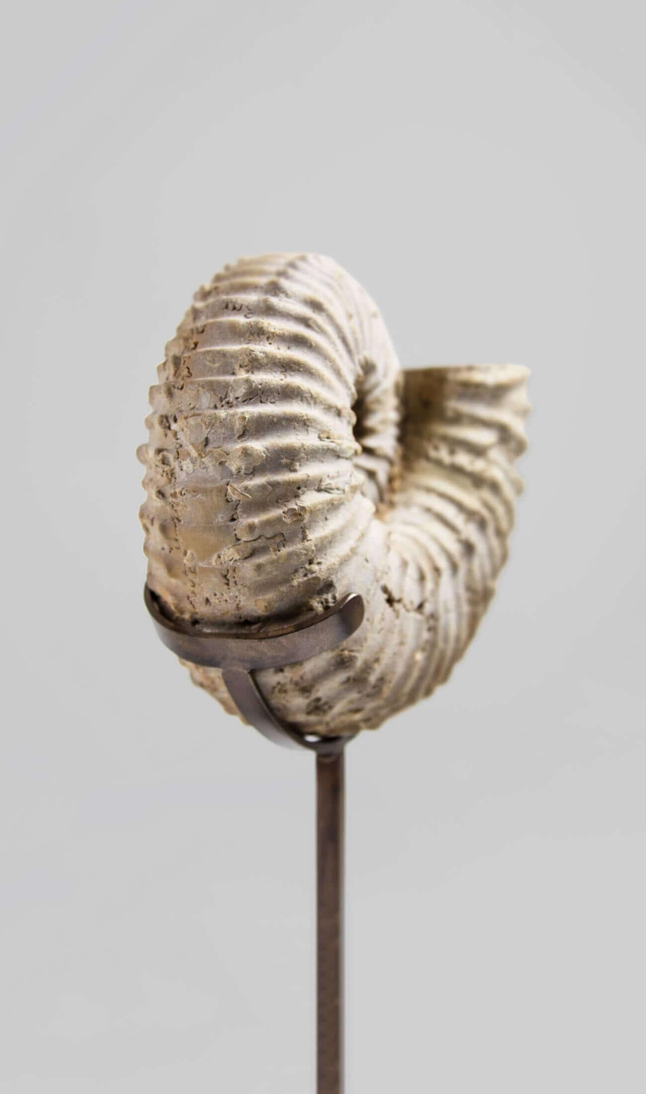 Britannico Ammonite fossile Calycoceras Asiaticum e supporto in bronzo in vendita