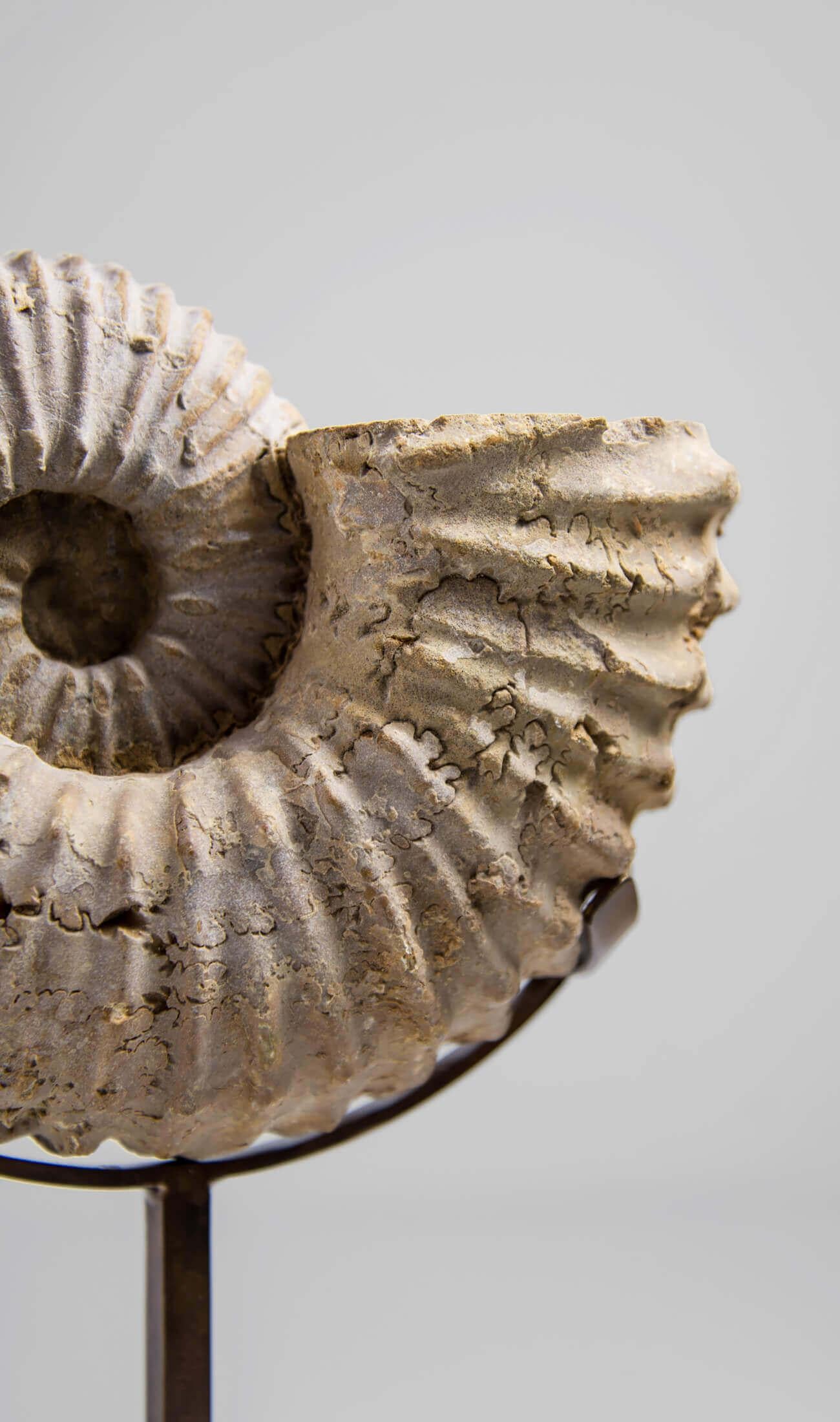 Ammonite fossile Calycoceras Asiaticum e supporto in bronzo In condizioni ottime in vendita a Scorton, GB