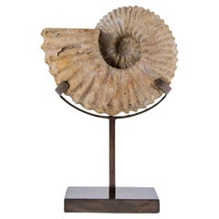 Calycoceras Asiaticum Ammonite Fósil y Soporte Bronceado