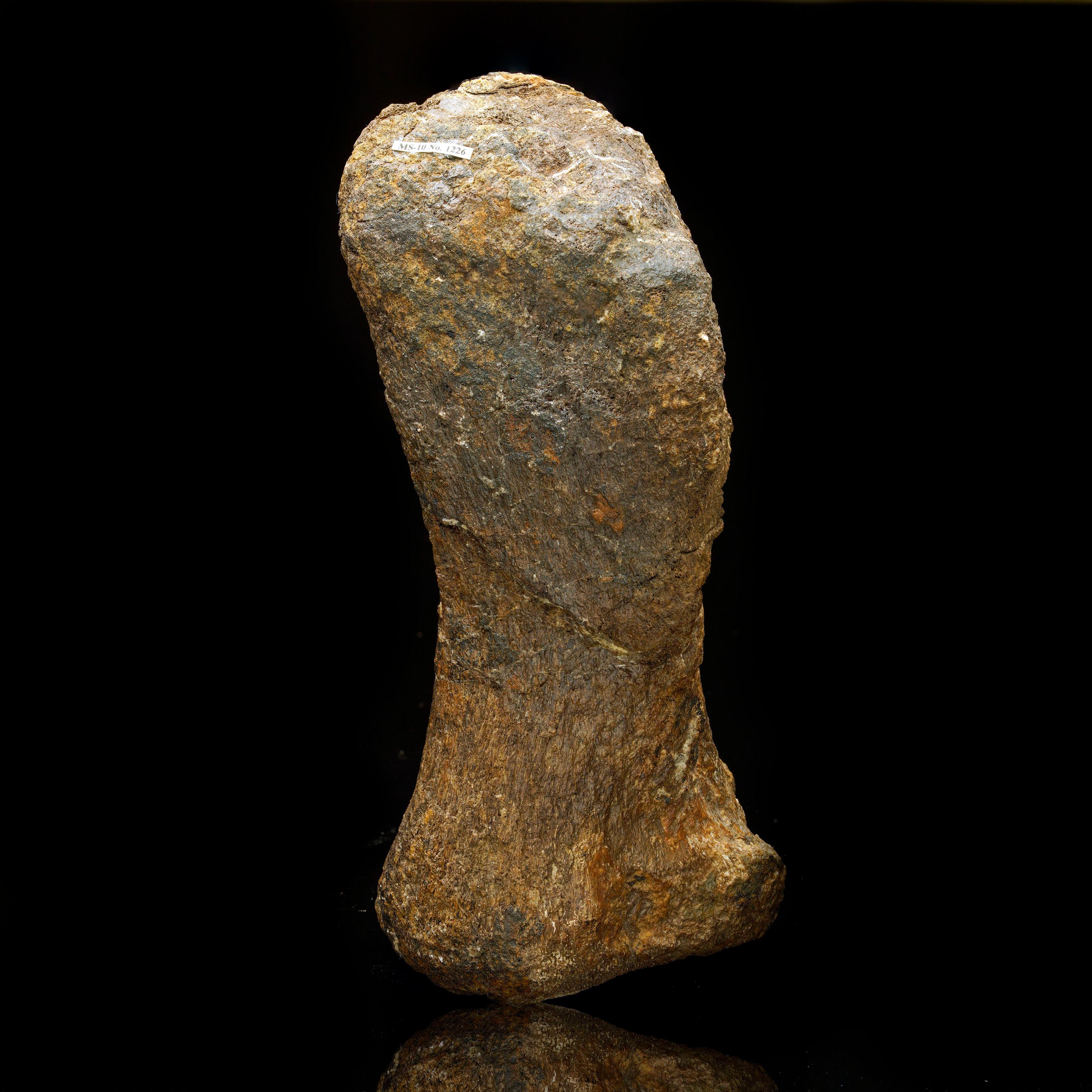 Questo osso fossile di metacarpo (mano) risale a circa 150 milioni di anni fa, nel tardo Giurassico, e apparteneva a un Camarasaurus: una specie erbivora di dinosauro sauropode il cui nome significa 
