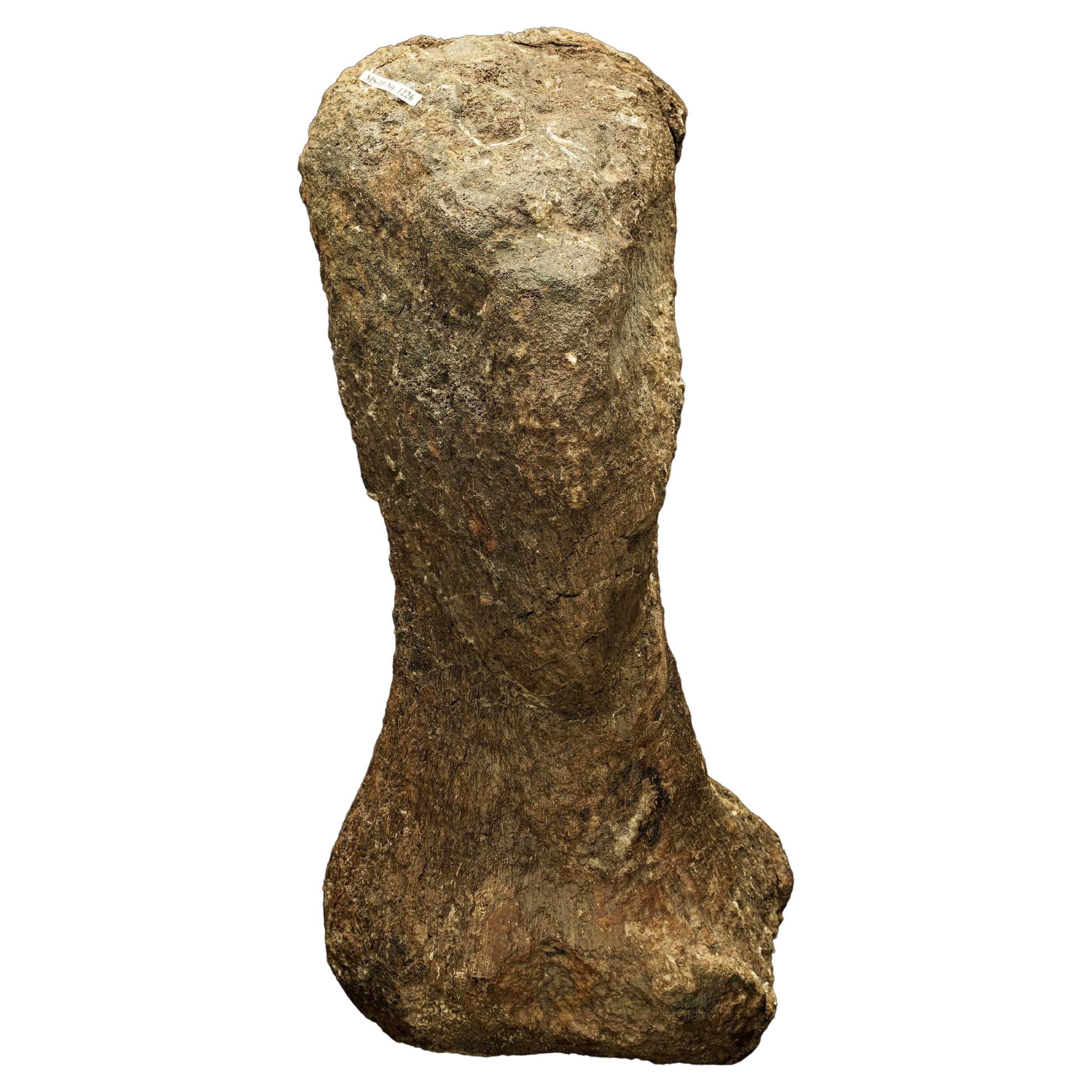 Metacarpo di Camarasaurus // Tardo Giurassico in vendita