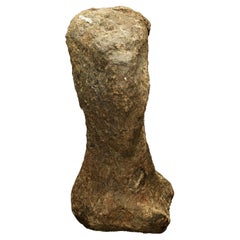 Metacarpo di Camarasaurus // Tardo Giurassico